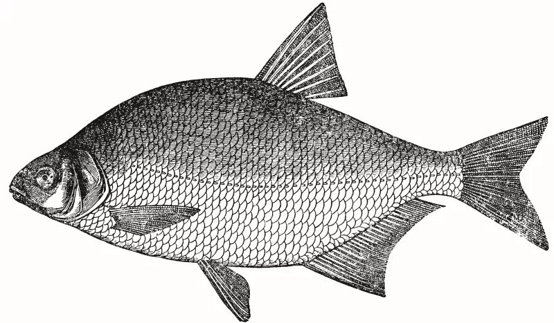 Карась обыкновенный carassius carassius. Рыба лещ для детей. Карась рисунок для детей. Лещи цветная схема. Лещи цветная схема.
