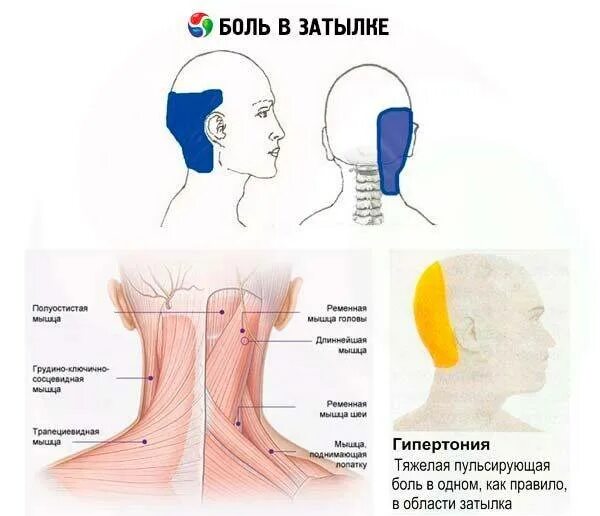 Сильно закладывает голову. Болит правая задняя часть головы снизу. Болит затылок снизу слева.