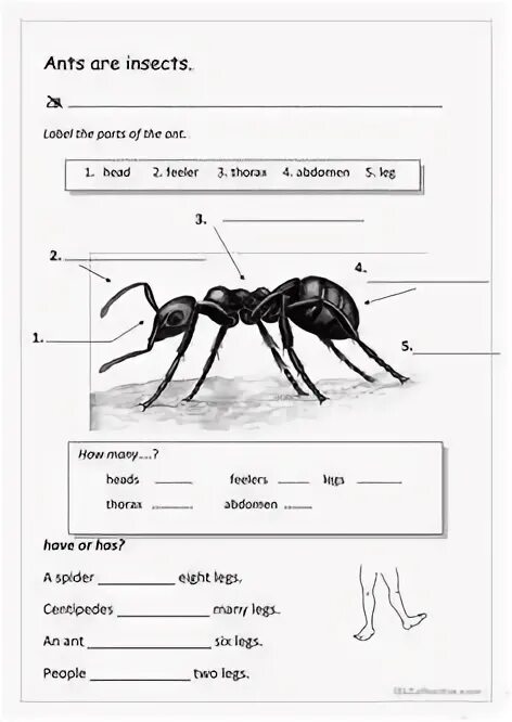Ant как читать. Ant как читать