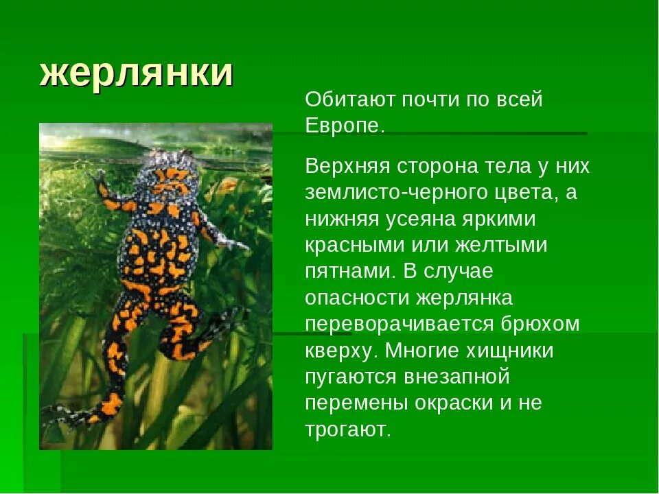 Информация о земноводных