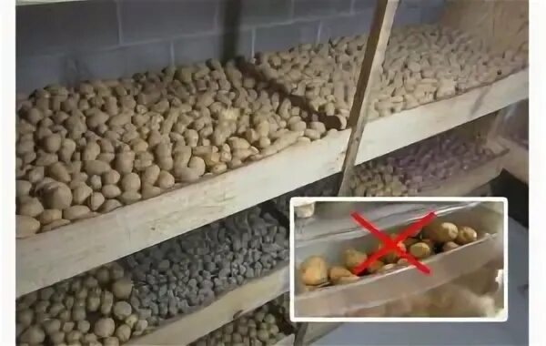 Хранение картофеля зимой. Хранение картофеля зимой