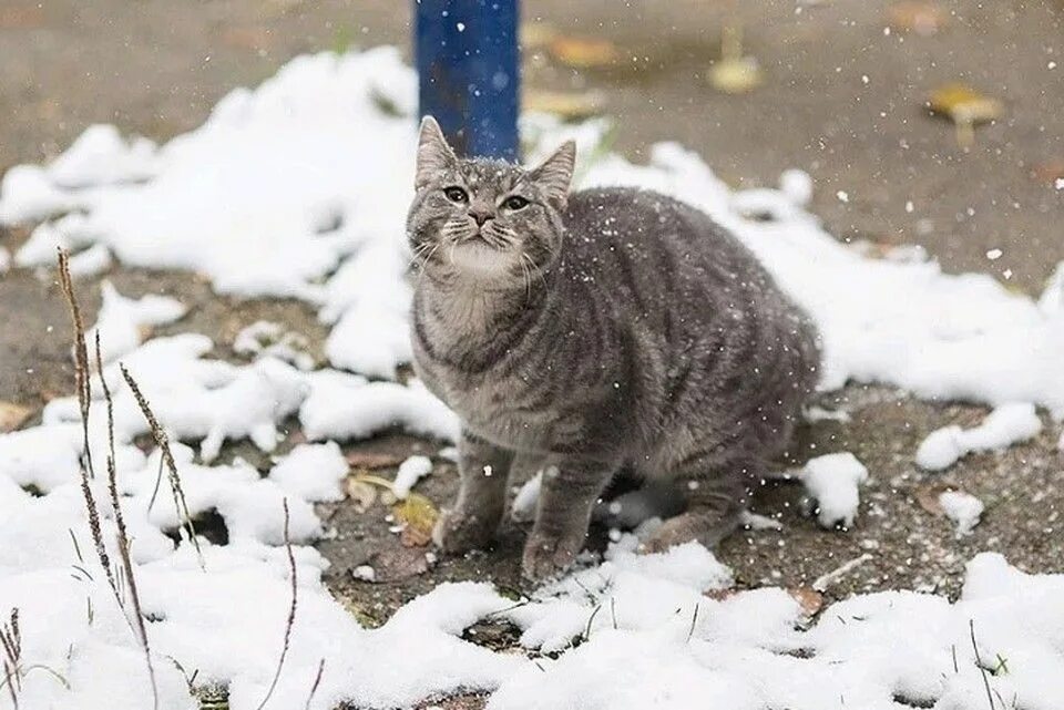 Первый снег. Весенний кот в снегу. Выпал первый снег картинки. Полярный снег. В весну снег выпадает