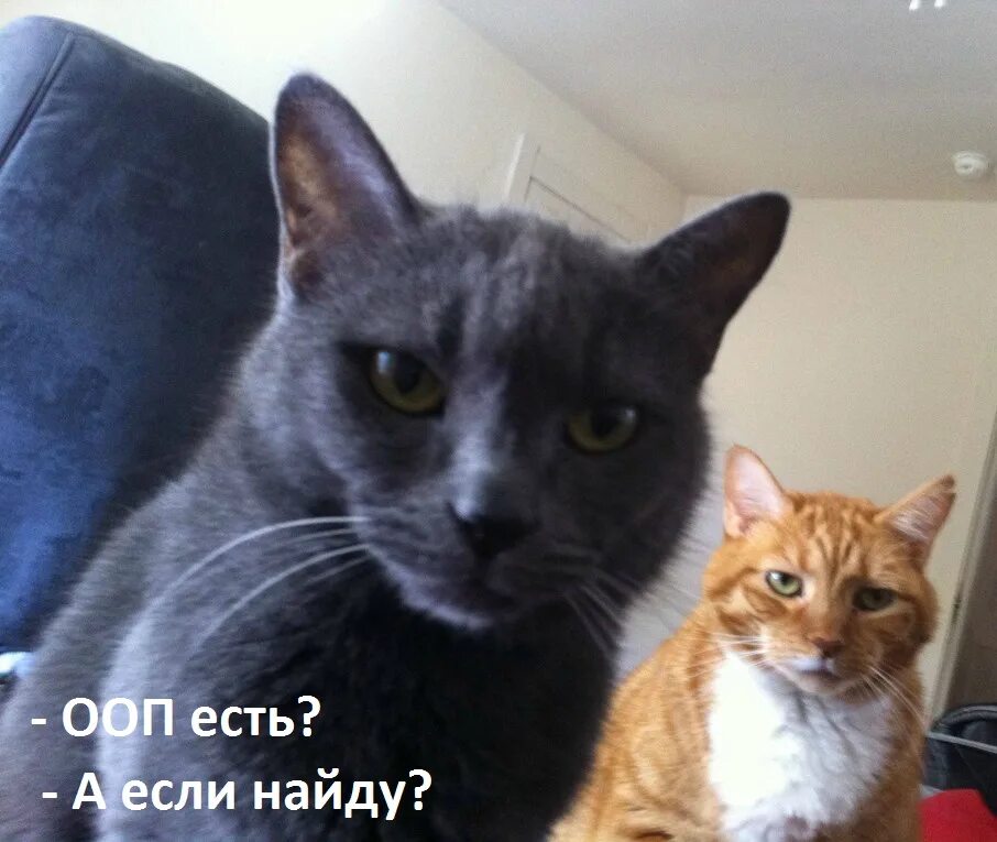Коты. Я котик почеши мне животик. Коты кого то видят. Коты кого то видят. Оммммм оммм.
