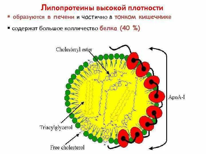 Строение липопротеинов формула. Строение липопротеидов биохимия. Липопротеины физиология. Липопротеины плазмы крови функции.