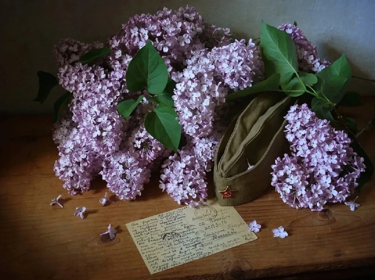 Когда дарят сирень. Сирень Anne Shiach. Сирень Победы 1945.