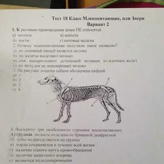 Общая характеристика млекопитающих тест
