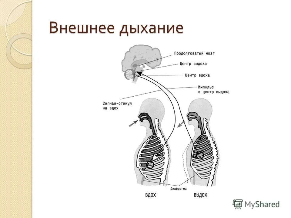 Система внутреннего дыхания