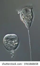 The second of cells