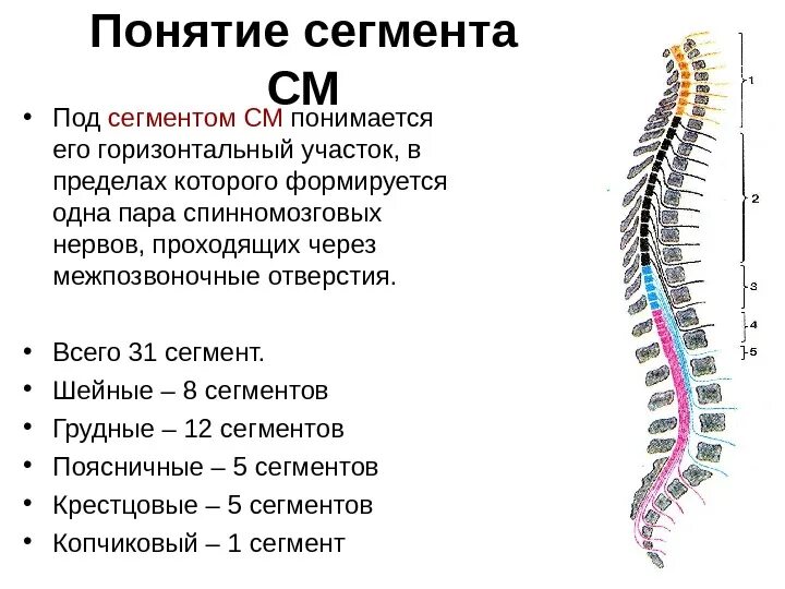 Сегментарный аппарат спинного мозга. Скелетотопия сегментов спинного. Шейный отдел спинного мозга. Сегментарное строение спинного мозга.