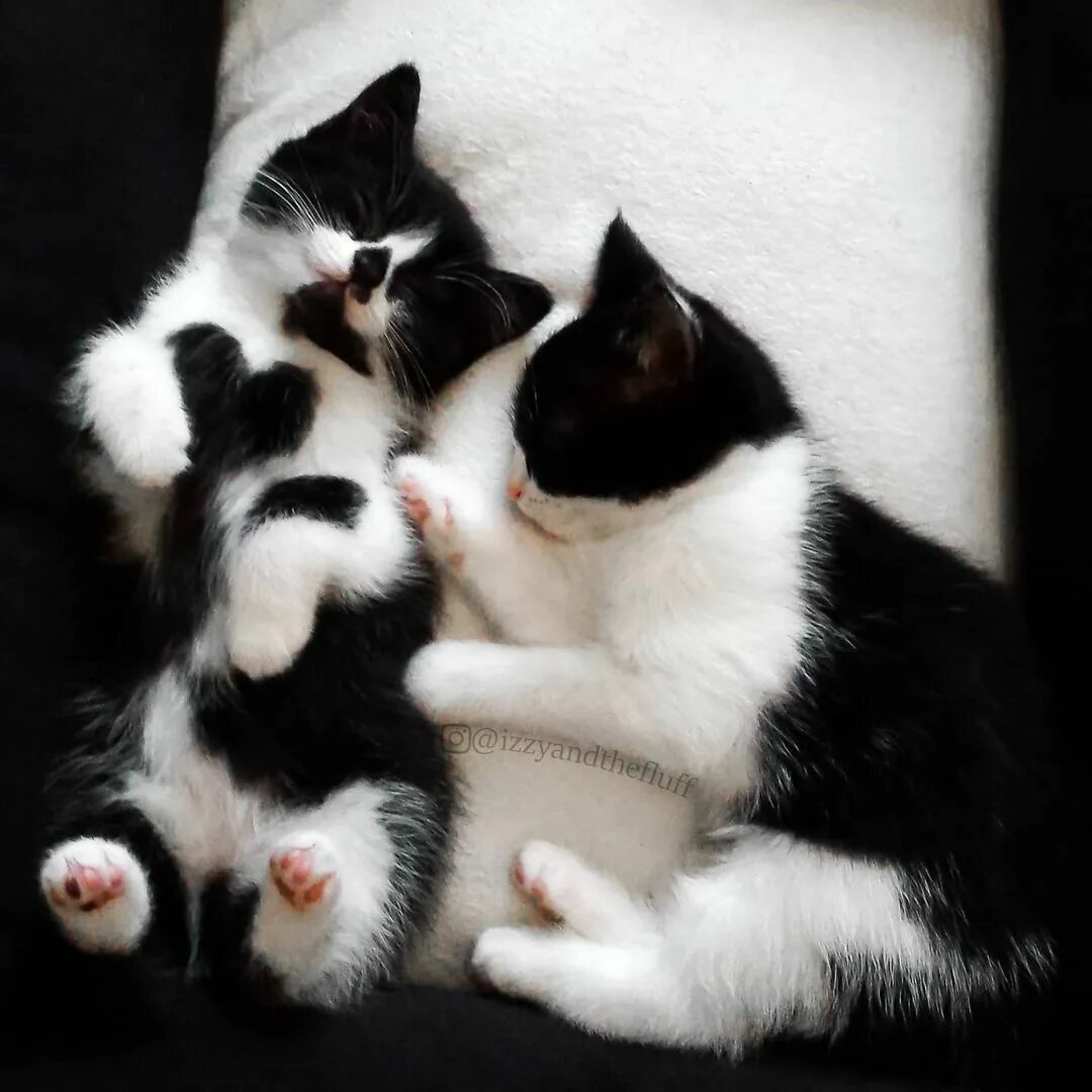 Сердечные коты