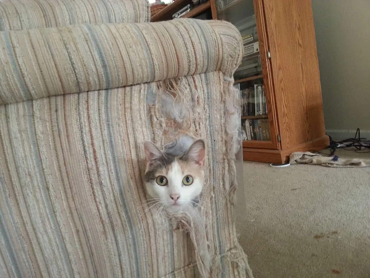 Коты портят. Кошка подрала диван. Кот в квартире. Нашкодивший кот. Кот ободрал диван.