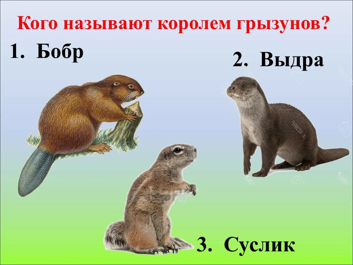 Кто называл симону бобром 5