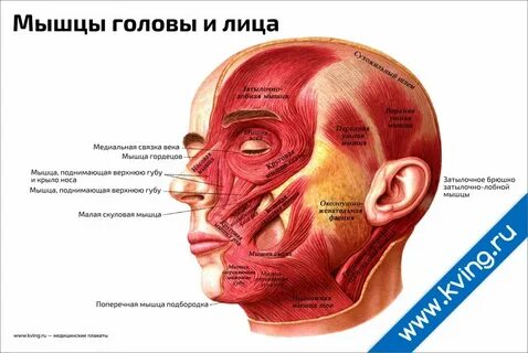 Примеры мышц головы и шеи
