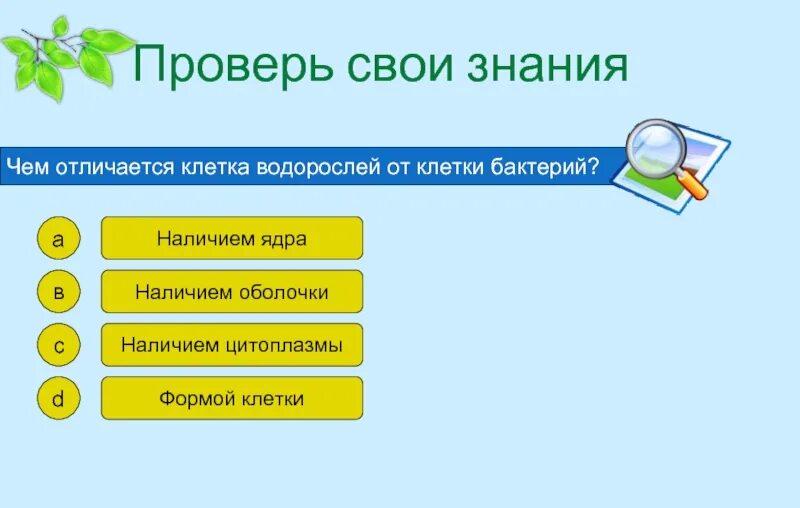 Синезеленые водоросли строение. Чем отличается клетка водорослей от клетки бактерий. Чем отличается клетка водорослей от клетки бактерий. Чем отличается клетка водорослей от клетки бактерий. Клетка бактерии и растения.
