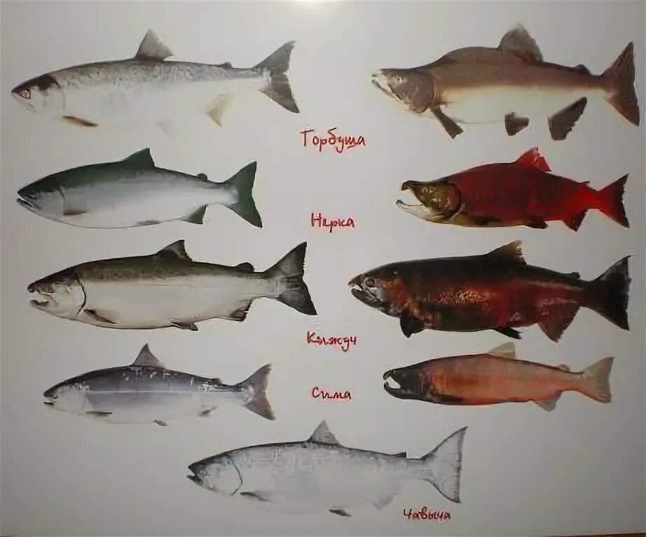 Нерка кижуч чавыча. Лосось горбуша кета. Кижуч (oncorhynchus kisutch). Дикий камчатский лосось. Семейство лососевых рыб кета.