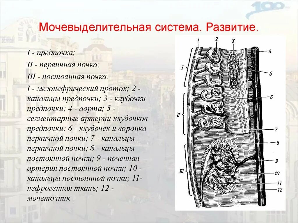 Источник развития почки. Формирование первичной почки. Стадии развития почки. Развитие почки гистология.