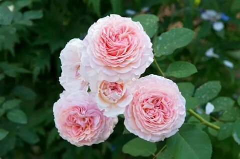 Rose james
