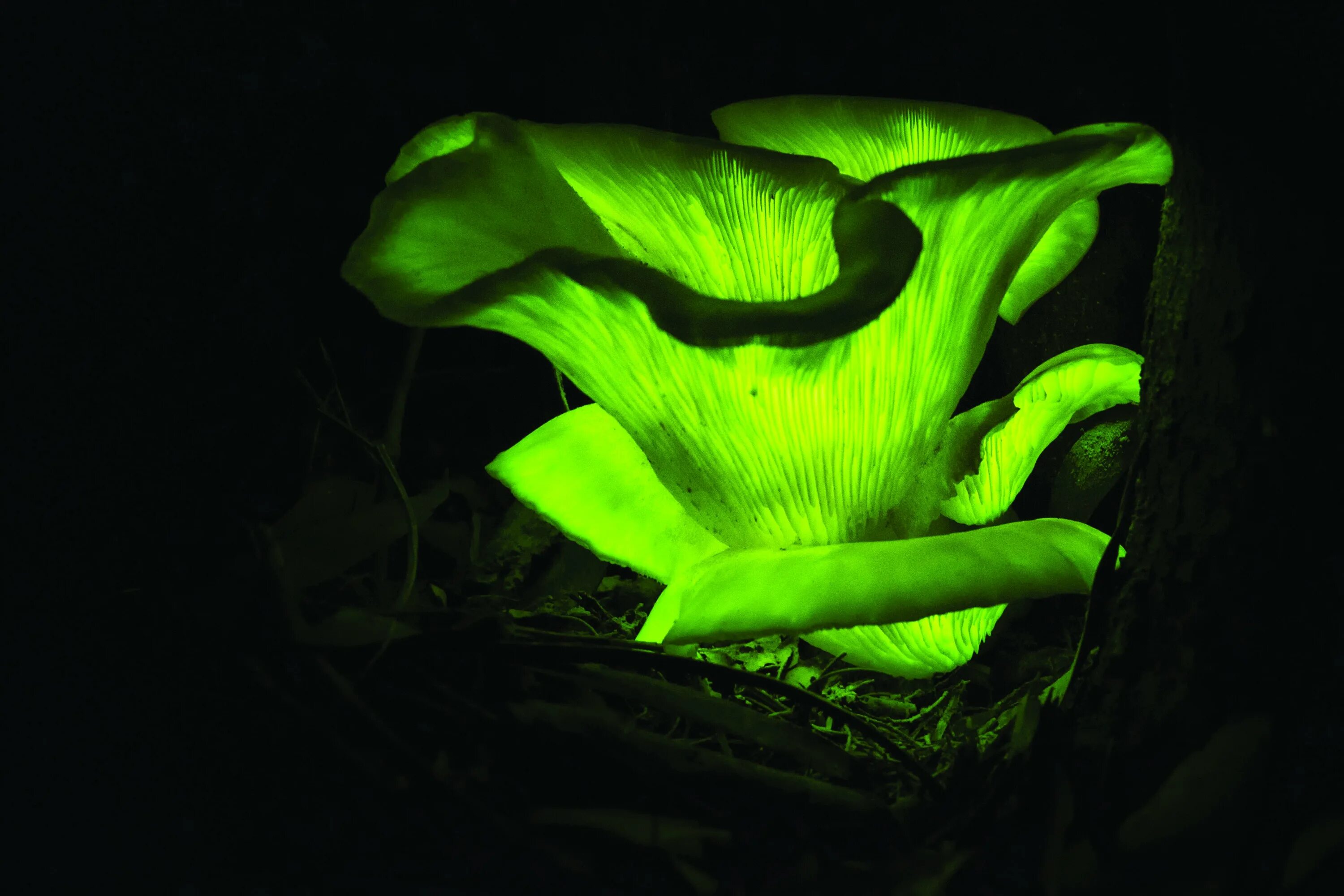 Грибы светятся в темноте. Светящиеся грибы mycena luxaeterna. призрачный гриб omphalotus nidiformis. биолюминесценция грибы. гриб гнилушка.