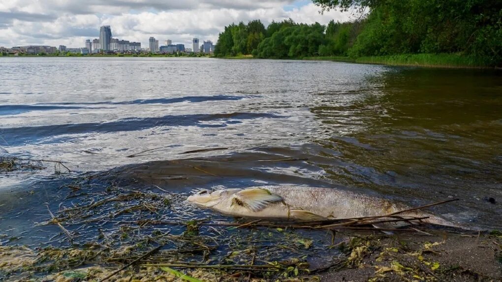 Рыба цимлянского водохранилища