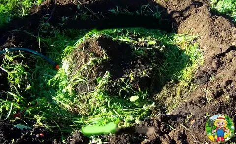 Можно ли сажать огурцы на красную горку
