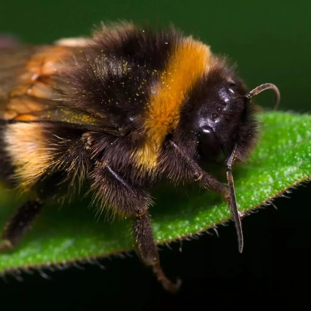 Шмель Земляной Bombus terrestris. Bombus fragrans. Шмель модестус — Bombus Modestus. Шмель трубач.