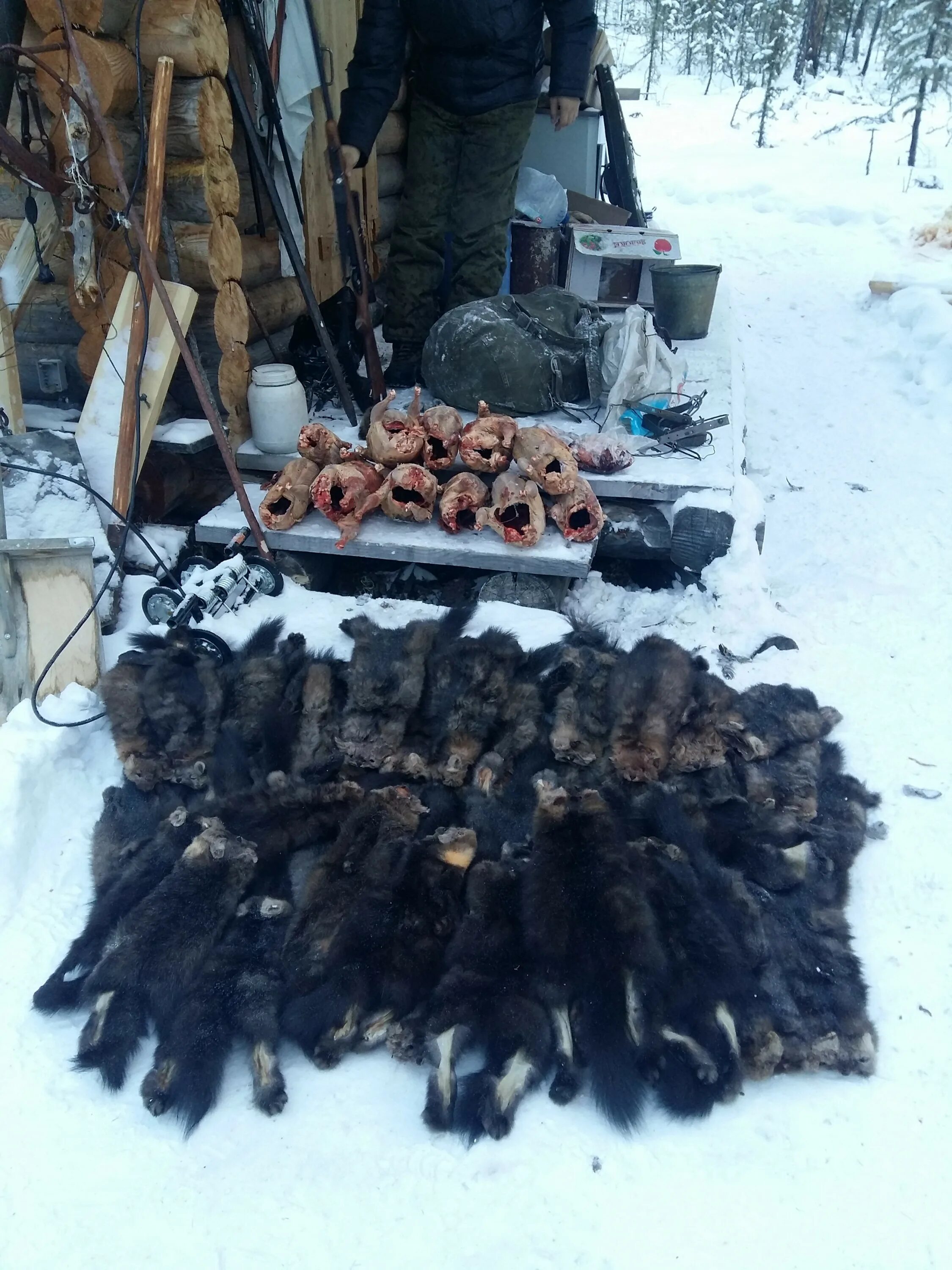 Охота в Якутии Пушной промысел. Охота на соболя в Енисейской тайге. Промысел соболя в Якутии. Районы пушного промысла