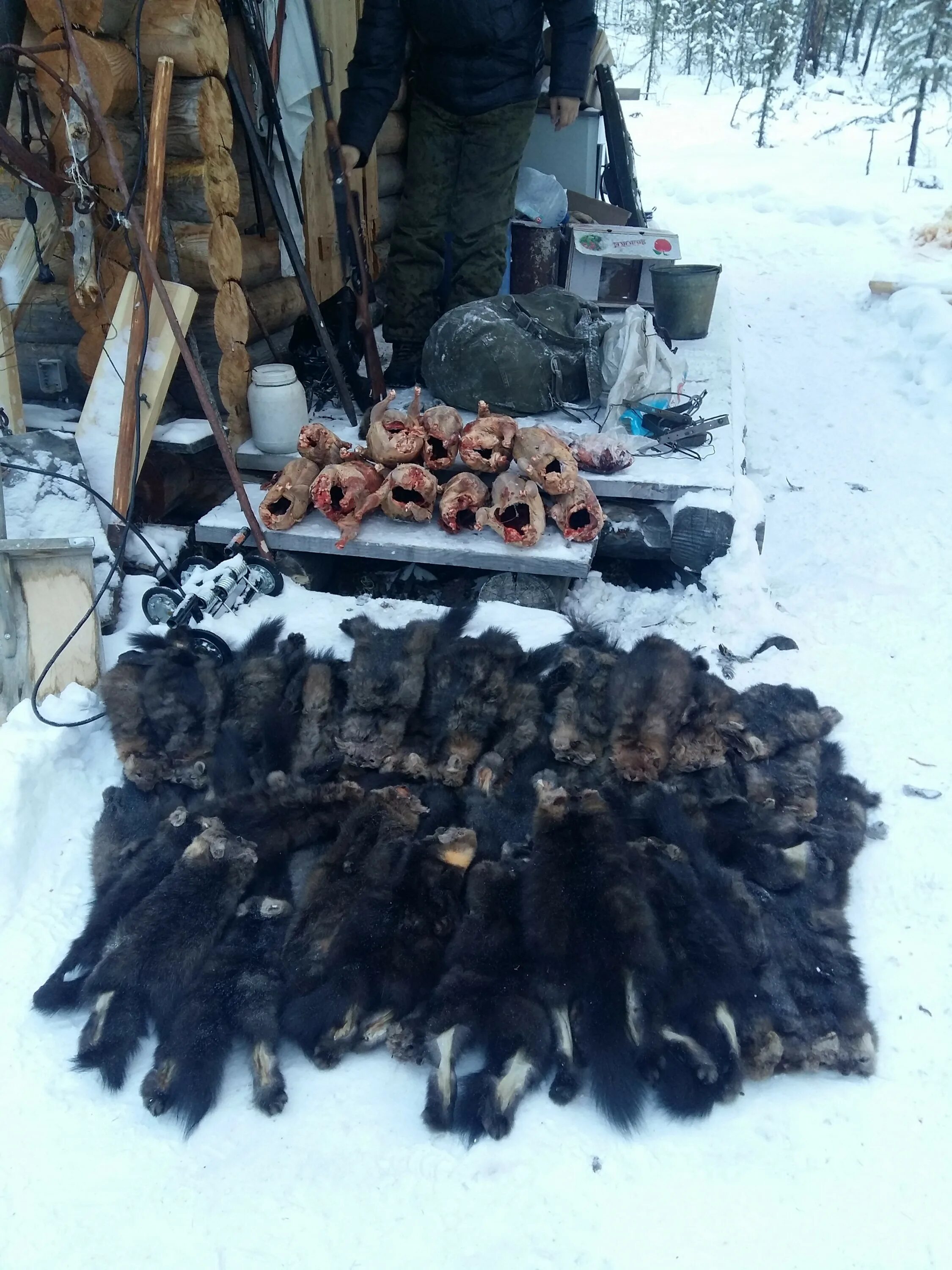 Районы пушного промысла. Охота в Якутии Пушной промысел. Охота на соболя в Енисейской тайге. Промысел соболя в Якутии.