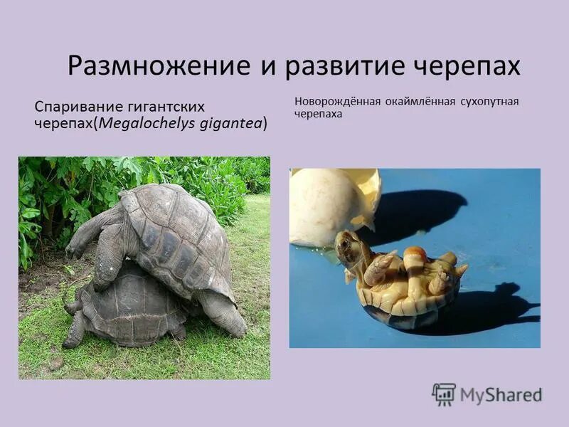 строение яйца пресмыкающихся. размножение пресмыкающихся 7 класс. внутреннее оплодотворение у пресмыкающихся. системы земноводных и рептилий половая. пресмыкающиеся размножаются.