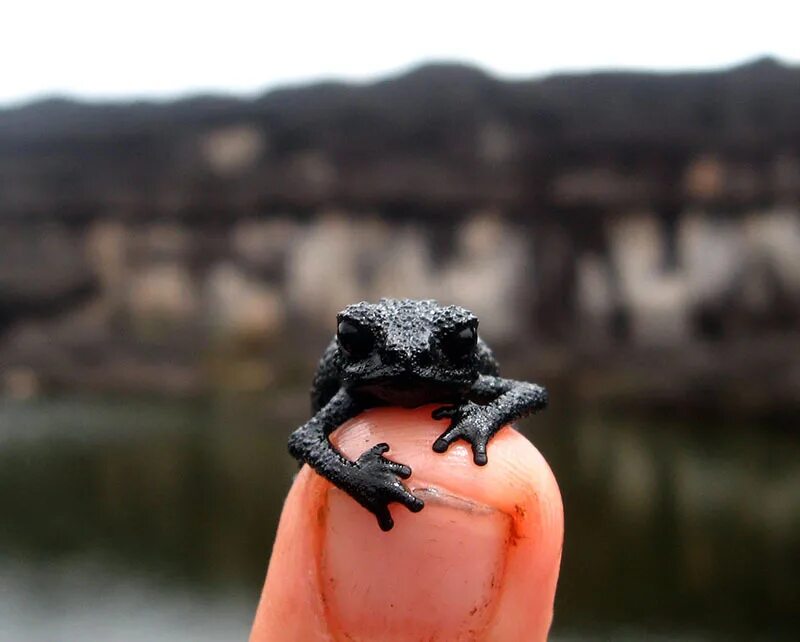 черные лягушата. черные лягушата. капский узкорот. рорайма лягушка. черная лягушка.