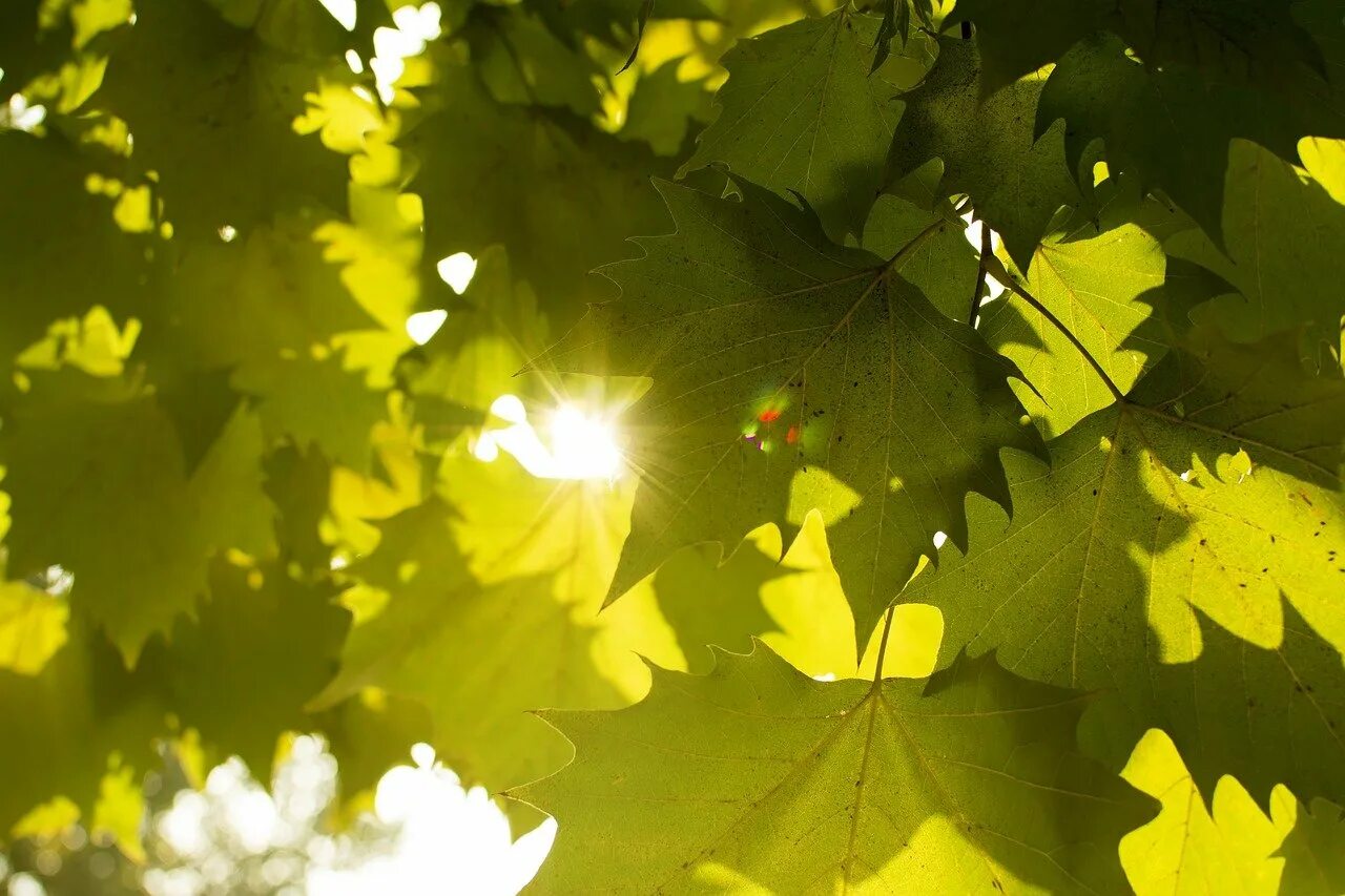 Сток лист. Осенние лучи сквозь листву. Желто зеленый лист. Осень солнце. Солнце сквозь листву.