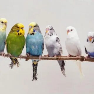 Birds депозит