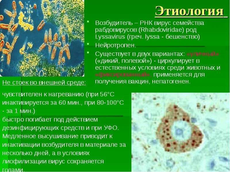 Rabies virus возбудитель бешенства. Вирус бешенства характеристика. Вирус бешенства микробиология морфология. Структура вируса бешенства.