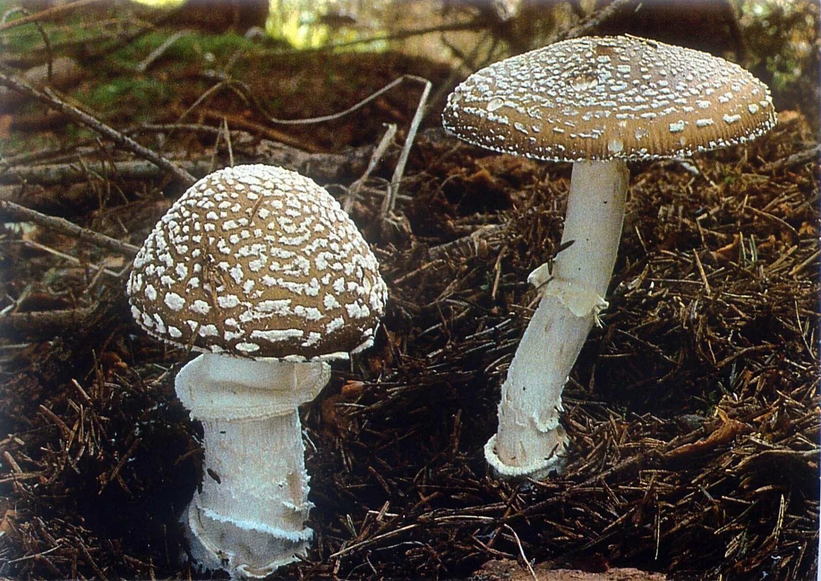 Мухомор пантерный. Мухомор пантерный (Amanita pantherina).. Пантерный мухомор сушеный. Бледная поганка гриб. Трубчатая поганка