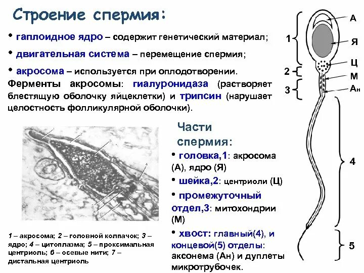 1 спермий сливается с. 1. Строение спермия. Дистальная центриоль спермия. Строение клетки сперматозоида. Ферменты акросомы сперматозоида.