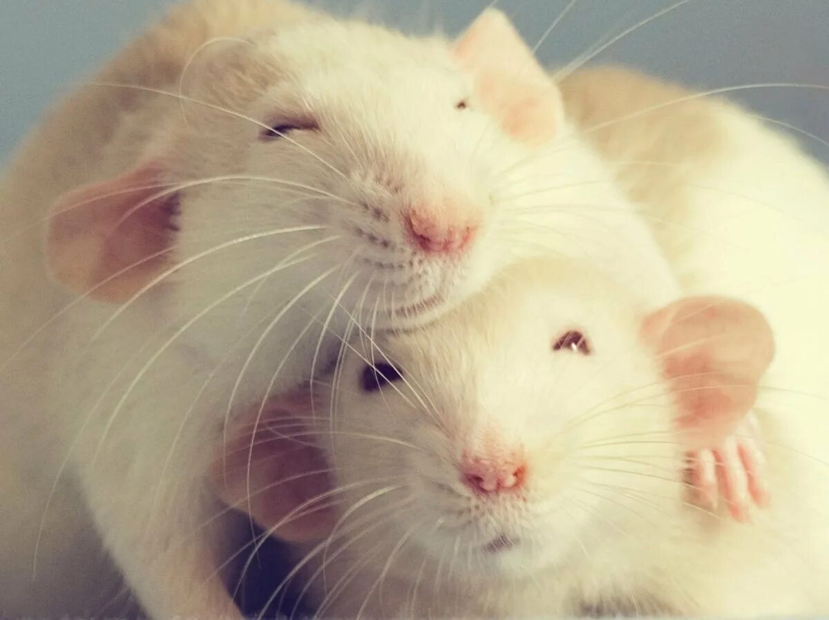 Милые крыски. Крыса домашняя. Хомяки обнимаются. Милые хомячки. Мышь мило