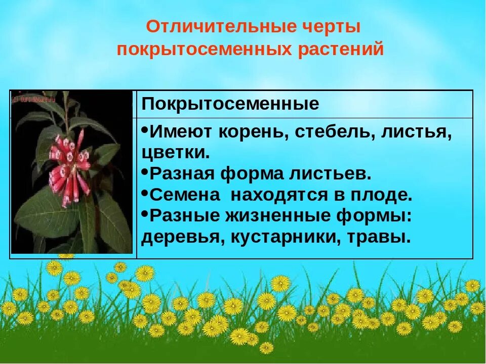 Жизнедеятельность покрытосеменных. Особенности цветковых растений. Характеристика покрытосеменных цветковых растений. Характеристика отдела Покрытосеменные. Характеристика отдела покрытосеменных растений.