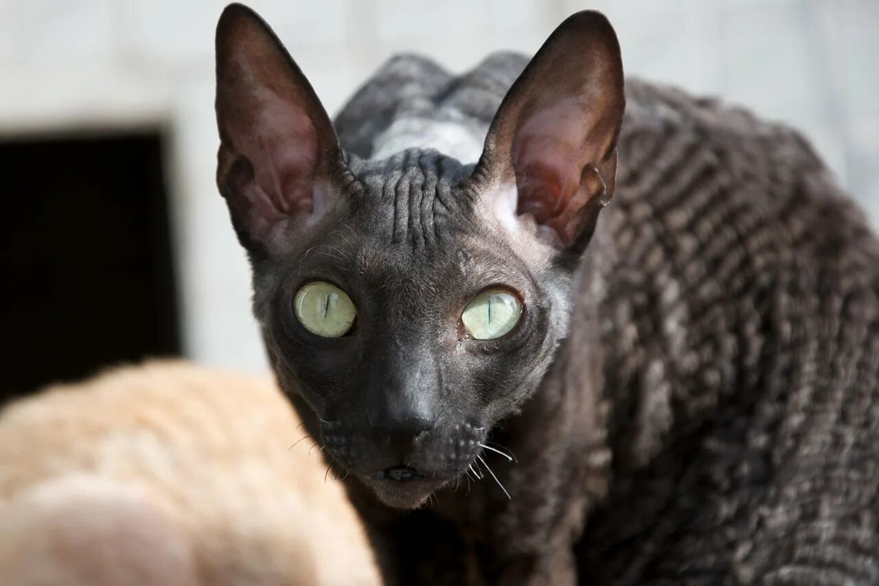 Корниш кошка фото
