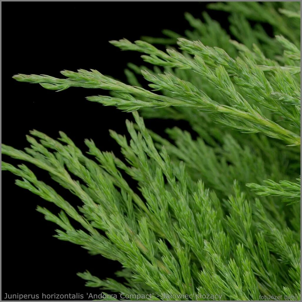 Можжевельник Andorra compacta. Juniperus horizontalis Андорра. Juniperus horizontalis Andorra Compact. Можжевельник горизонтальный Andorra compacta.