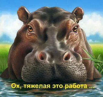 Работа бегемота