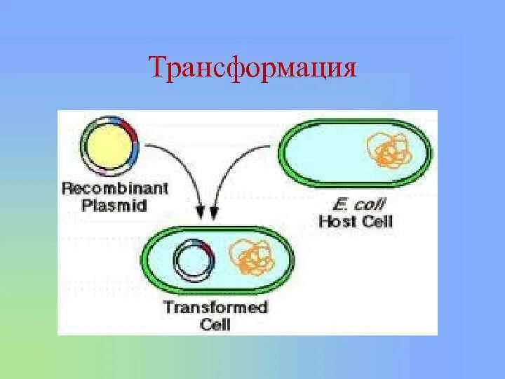 Трансформация генная инженерия. Трансформация плазмиды. Плазмида генная инженерия. Плазмида и бактериофаг. Пересадка генов днк бактерий