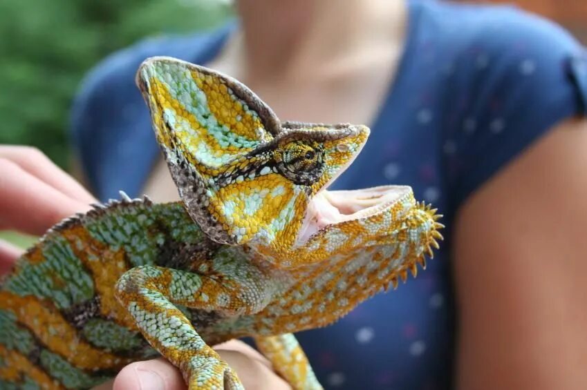 Reptile girl. Йеменский хамелеон. Девушка хамелеон. Фотосессия с хамелеоном и девушкой. Девочка с хамелеоном.