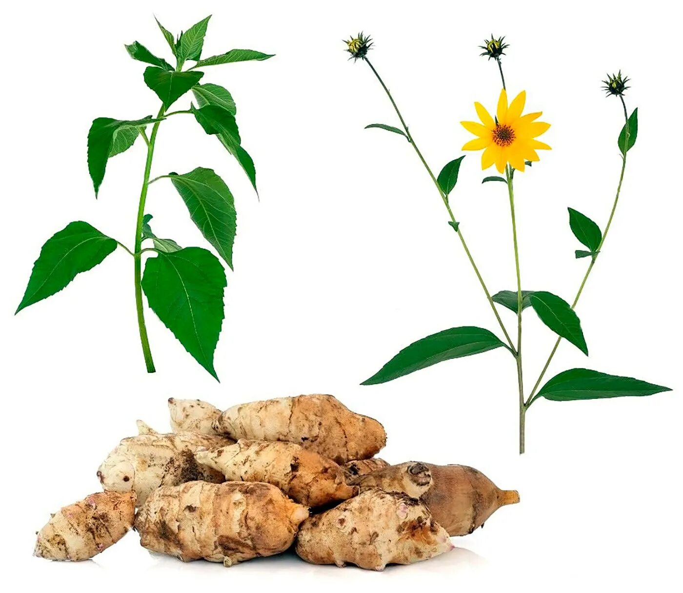 Топинамбур для чего. Земляная груша топинамбур. топинамбур - helianthus tuberosus.. земляная груша топинамбур полезные. бергамот топинамбур.