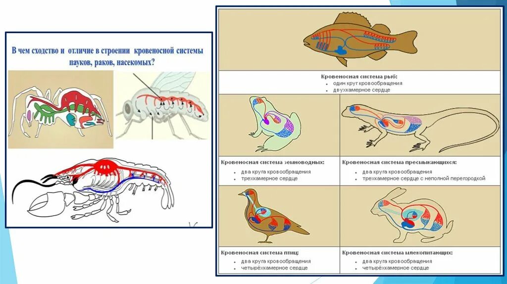 Сравните дыхательную систему рептилии и амфибии. Схема строения кровеносной системы пресмыкающихся. Эволюция кровеноснрой системы пресмык. Кровеносная система земноводных и пресмыкающихся. Эволюция кровеносной системы млекопитающих.