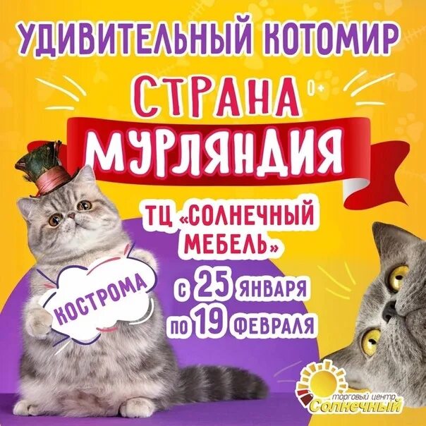 Мурляндия выставка кошек. Выставка кошек баннер. Мурляндия Ульяновск. Страна Мурляндия кошек. Выставка кошек ижевск 2024