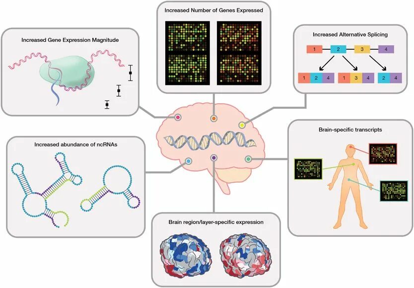 Human specific. Experimental method. Human specific. Уникальные участки днк. Идеальный человек эволюции.