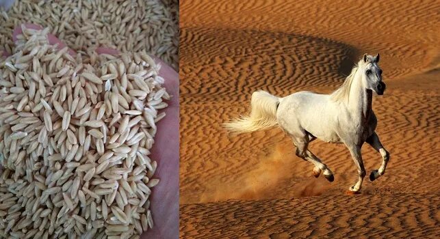 Овес в пачках. Кошачья трава. Овес собакам можно. Зерноотходы овса. Овес собакам можно.