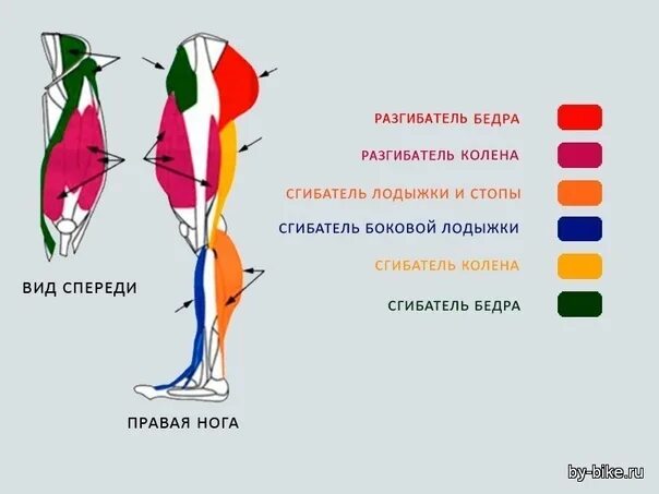 Катание на велосипеде какие мышцы. Какие мышцы работают при велосипедной езде. Какие группы мышц задействованы при езде на велосипеде. Мышцы задействованные при велосипеде. Мышцы при езде на велосипеде.