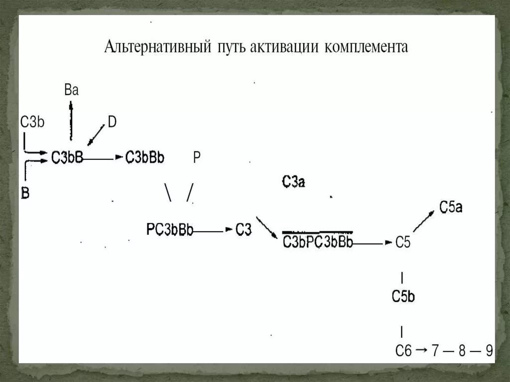 Схема активации комплемента. Активация системы комплемента по альтернативному пути схема. Схема активации комплемента по альтернативному пути. Альтернативный путь активации комплемента иммунология схема. Пути активации системы комплемента схема.