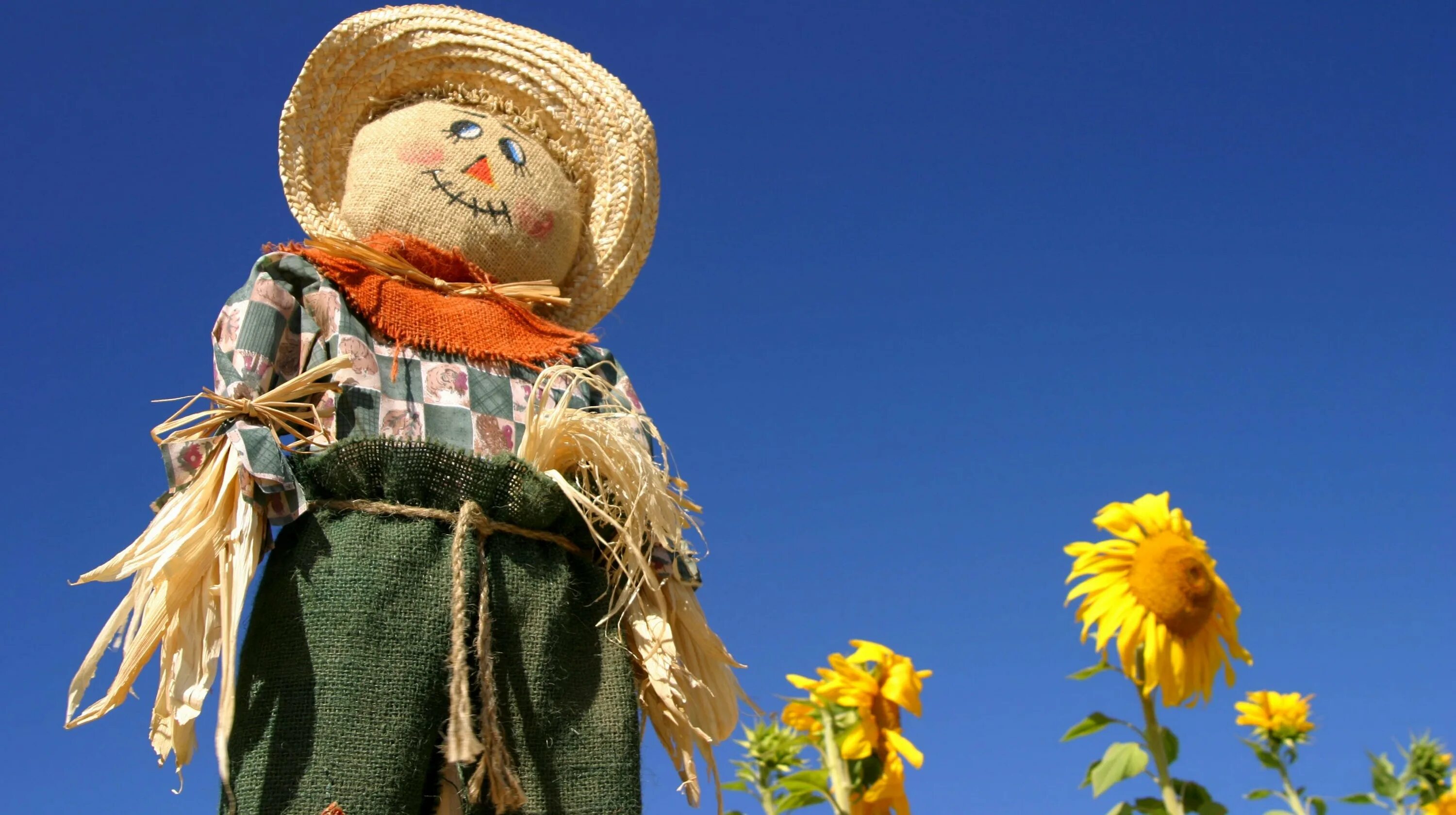 Пугало в поле пшеницы. Мрачное поле с пугалом. Пугало в поле. Чучело в поле. Пугало огородное в поле.