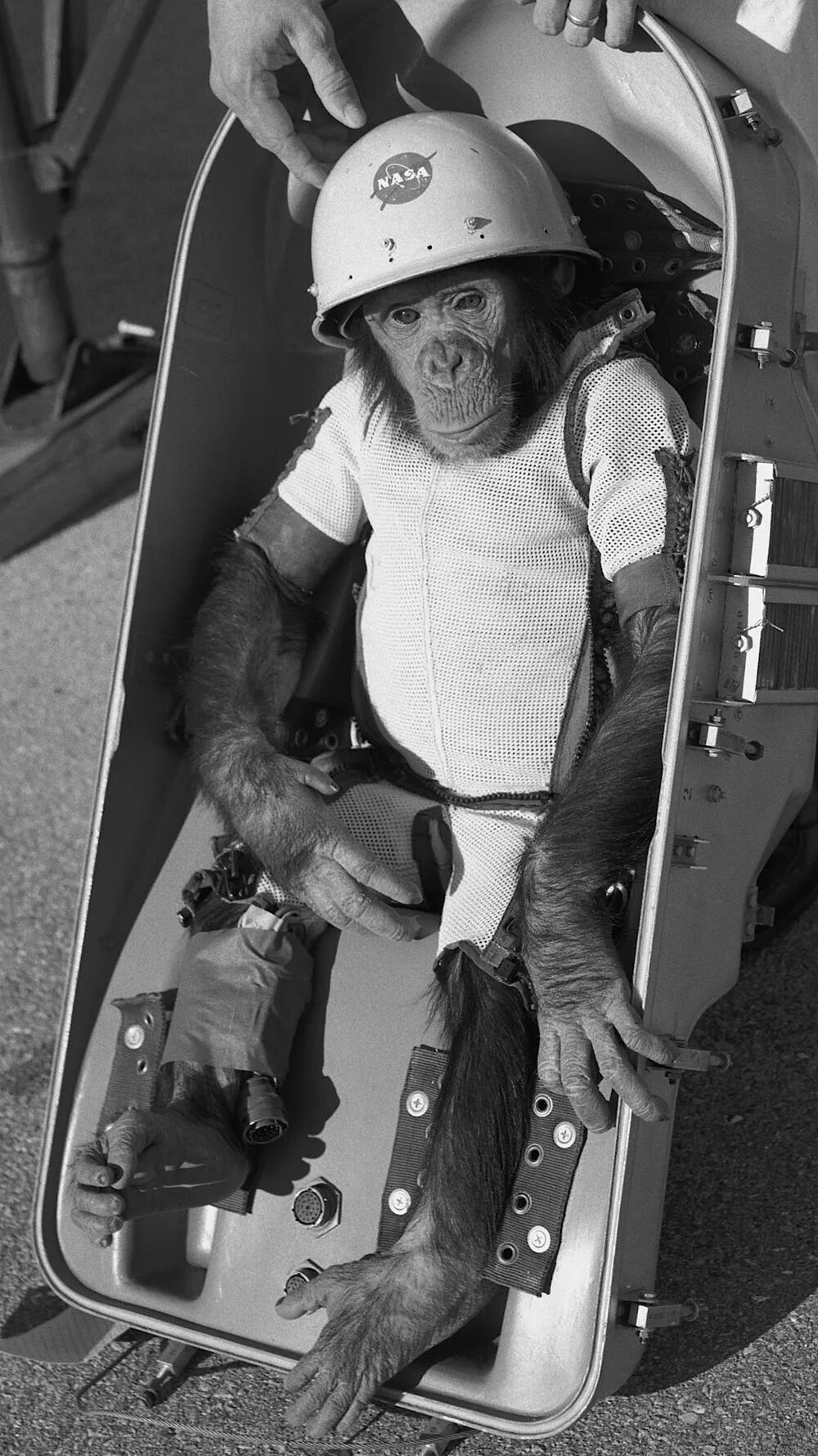 Первая обезьяна полетевшая в космос. Хэм обезьяна космонавт. Шимпанзе Хэм космонавт.